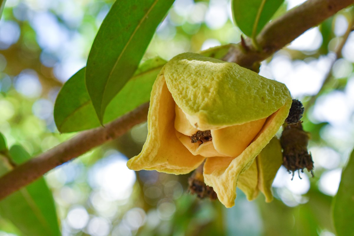 Guyabano (Tag.)Soursop (Engl.)