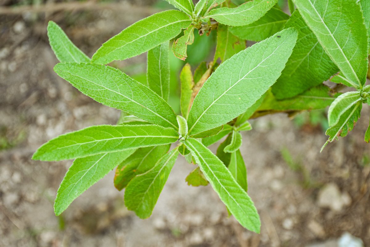 Sambong (Pamp.)Blumea camphor (Engl.)