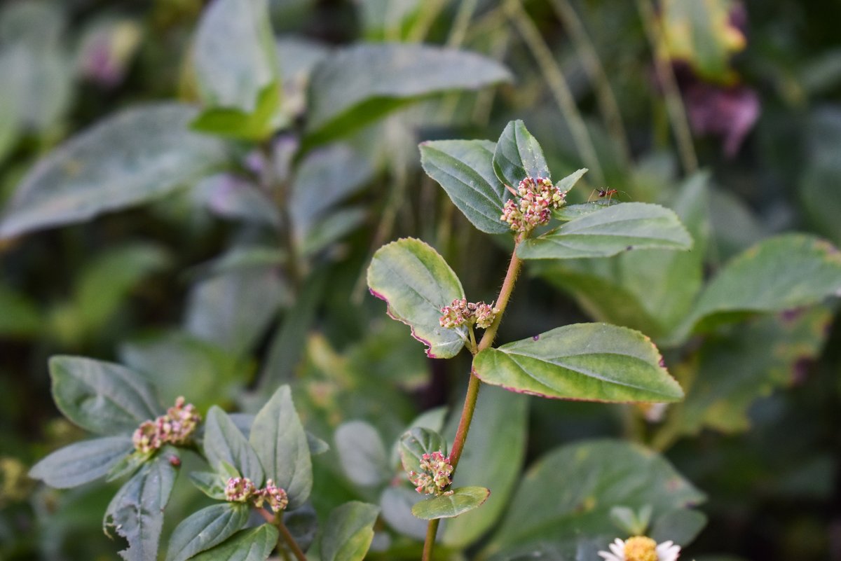 Tawa-tawa (Tag.)Snakeweed (Engl.)