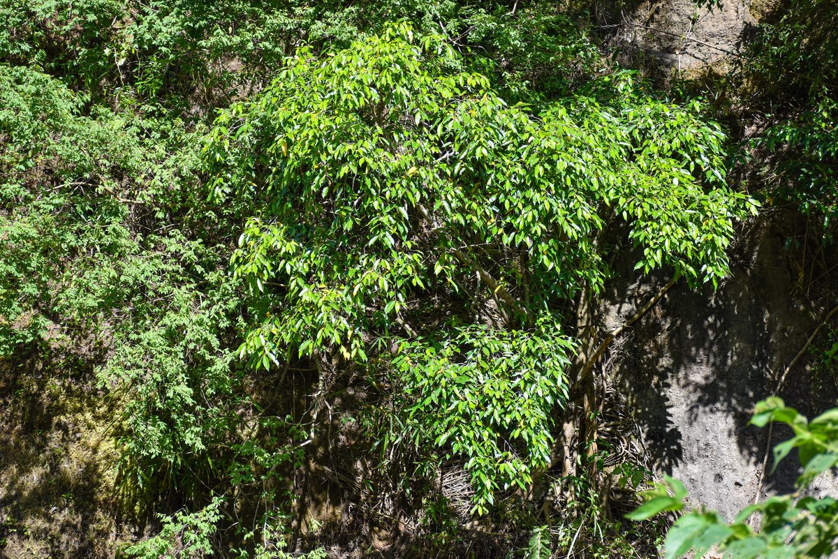 Balete (Tag.)Weeping Fig (Engl.)
