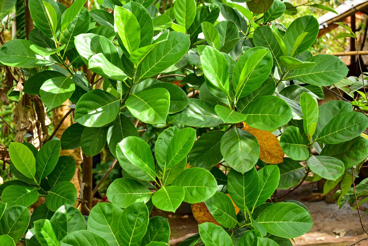 Langka (Tag.)Jackfruit (Engl.)