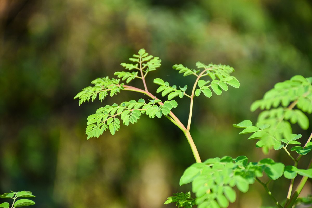 Malunggay (Tag.)Miracle tree (Engl.)