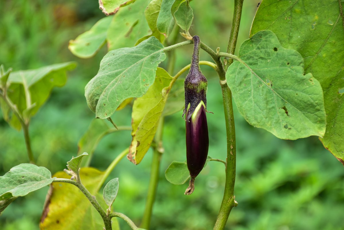 Talong (Tag.)Eggplant (Engl.)