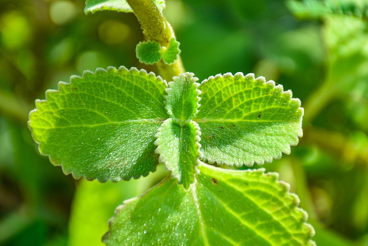Oregano (Tag.)