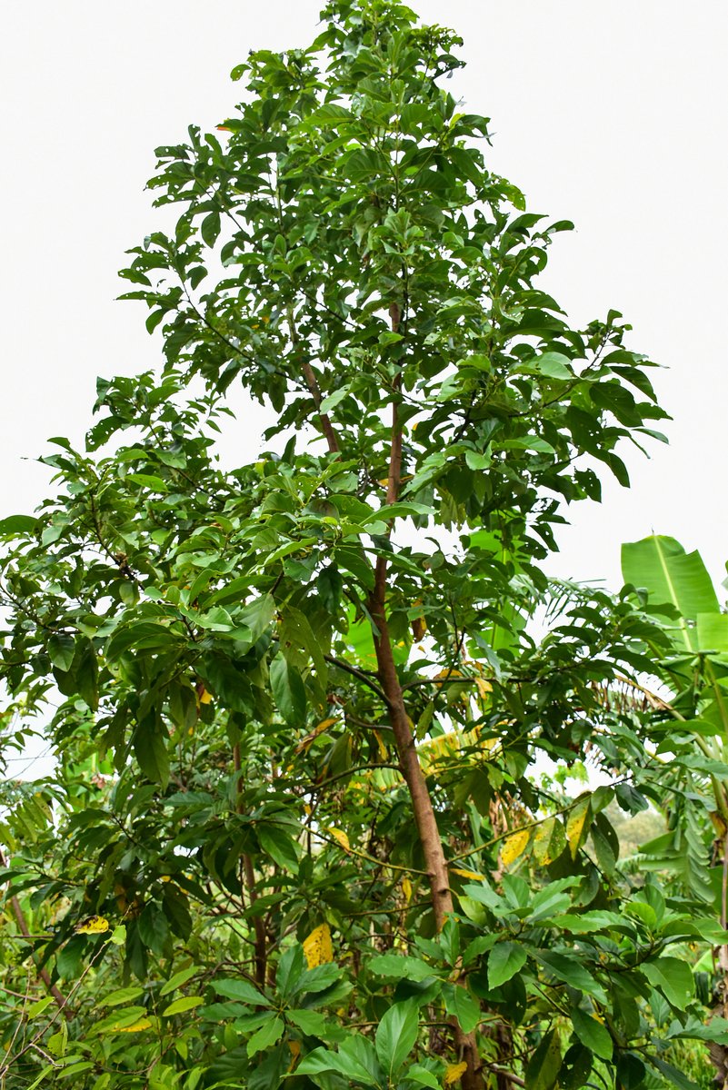 Abokado (Tag.)