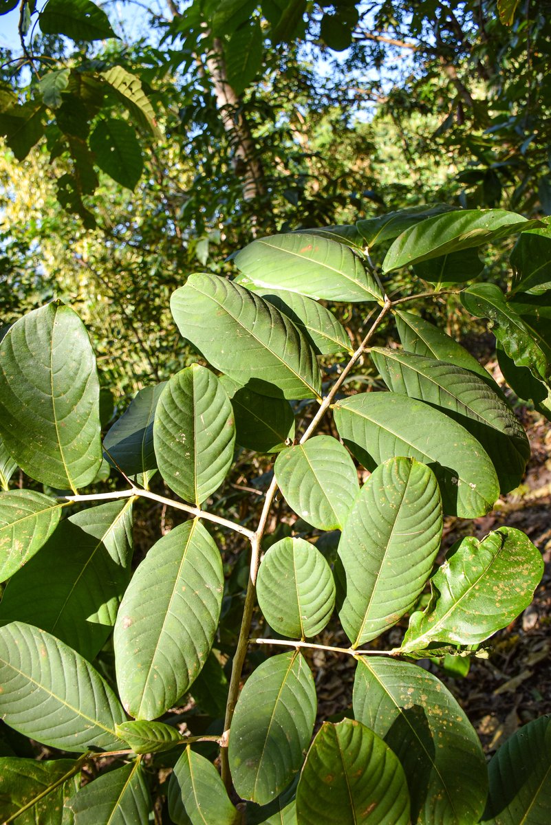 Banaba (Tag.)