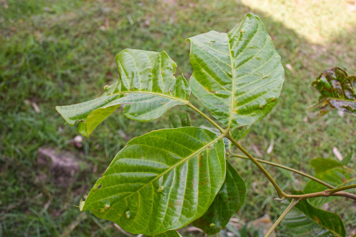 Santol (Tag.)