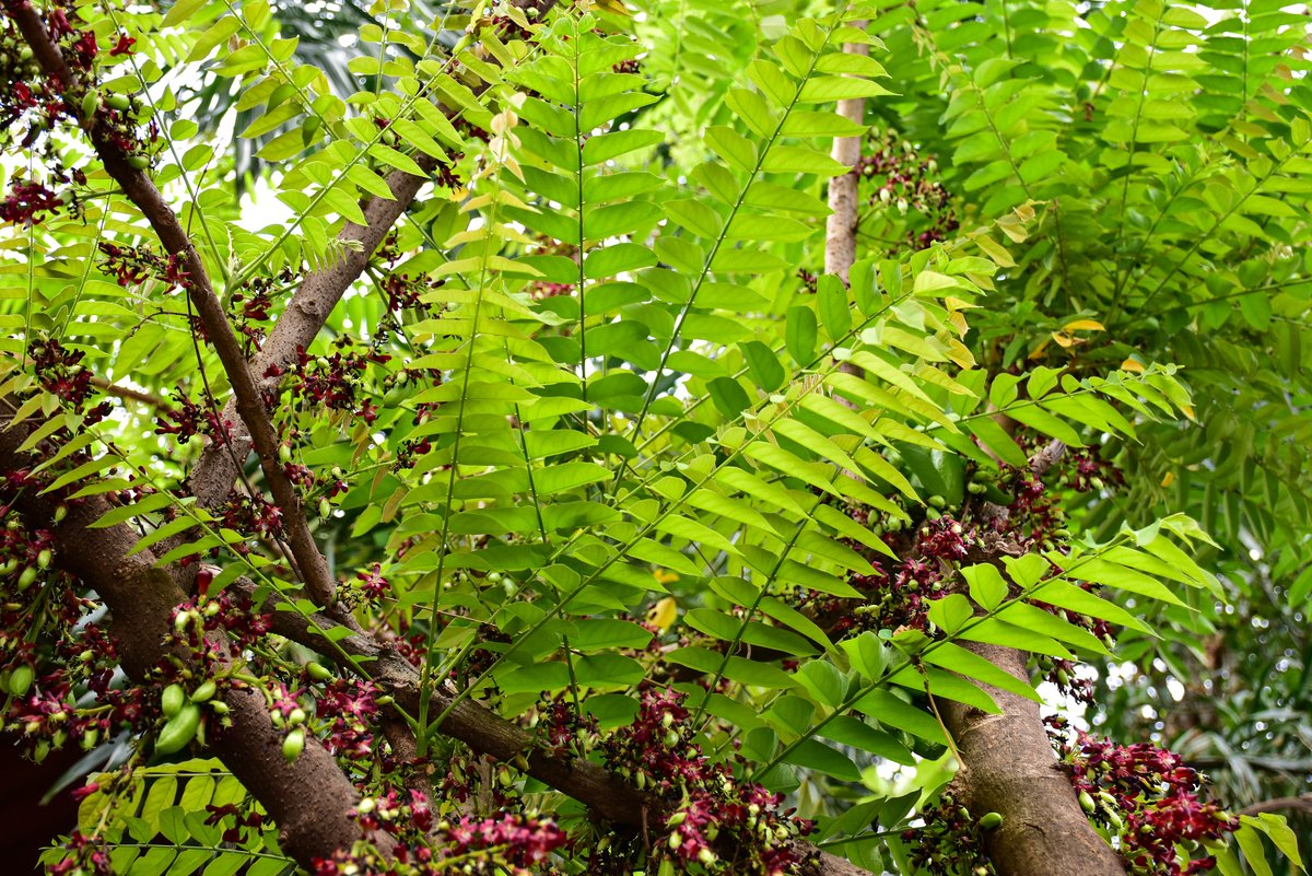 Kamias (Tag.)