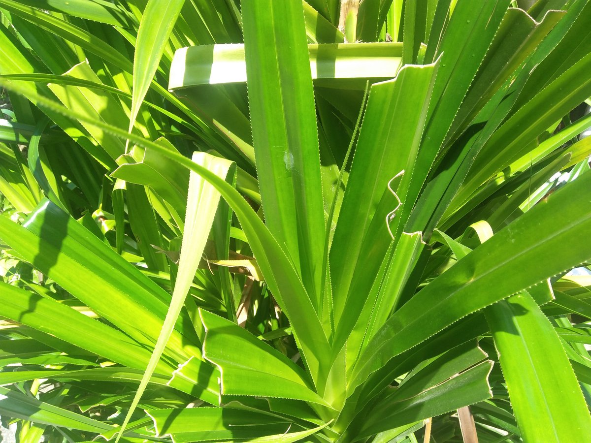 Pandan lalaki (Pamp.)