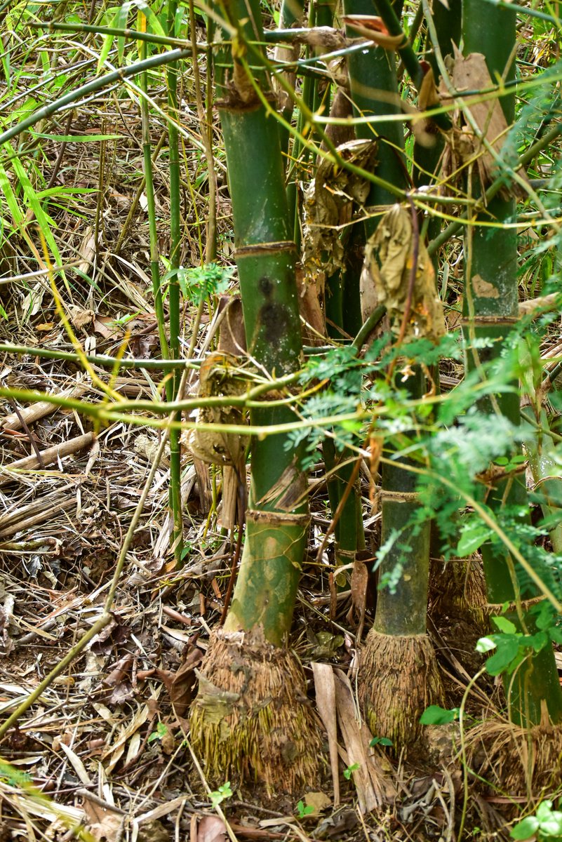Kawayan (Tag.)