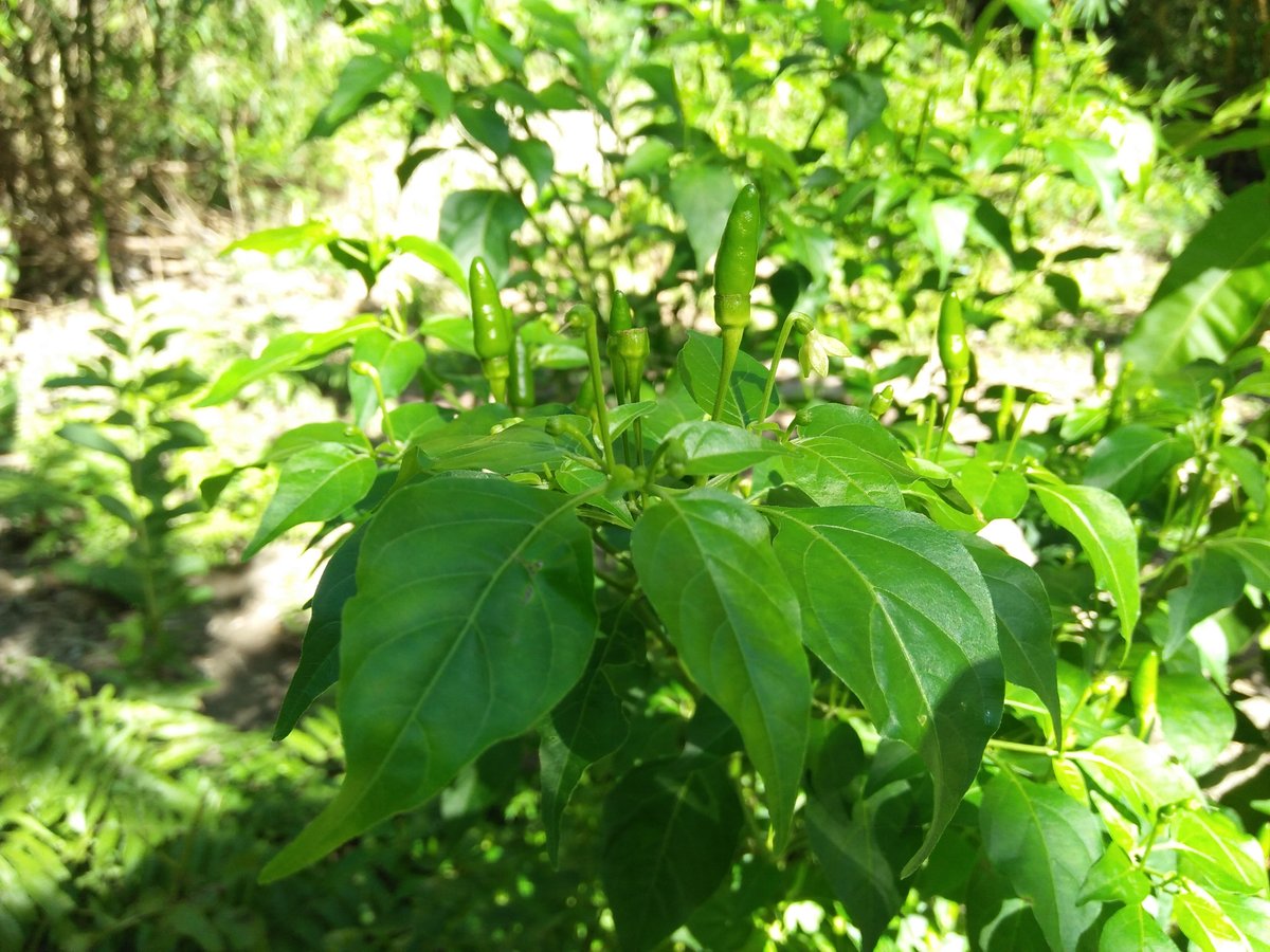 Sili (Tag.)