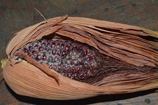 Corn (Engl.)
