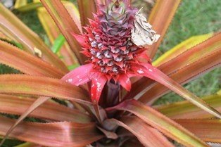 Pinya (Tag.)