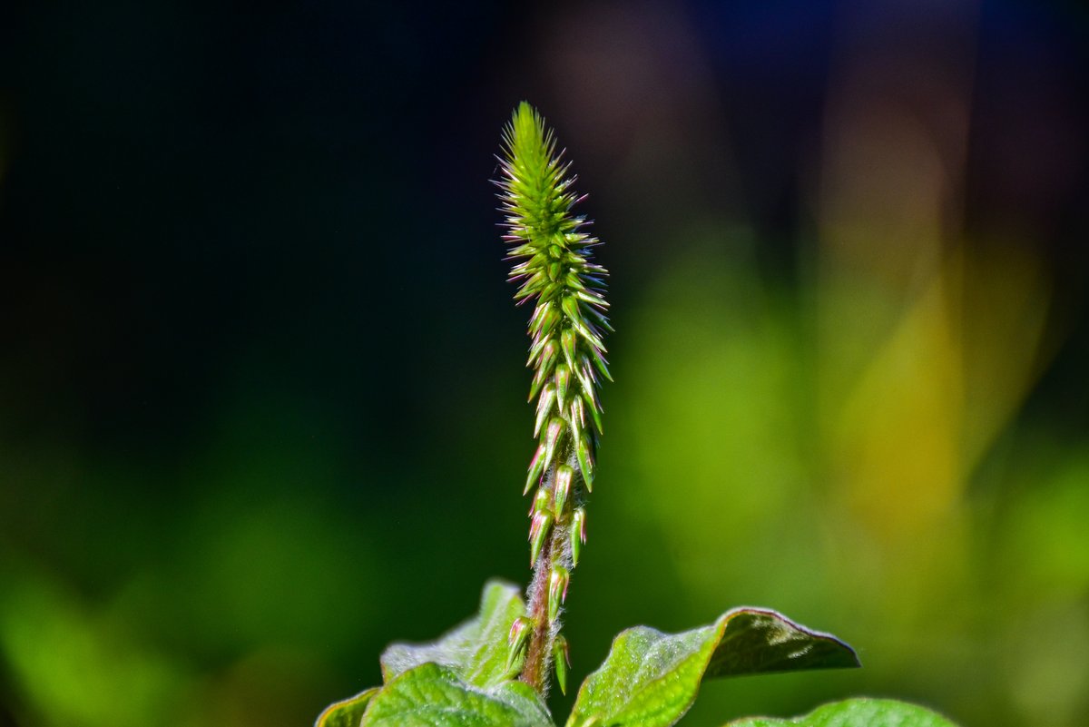 Hangod (Tag.)Prickly chaff flower (Engl.), Devil’s horsewhip (Engl.)