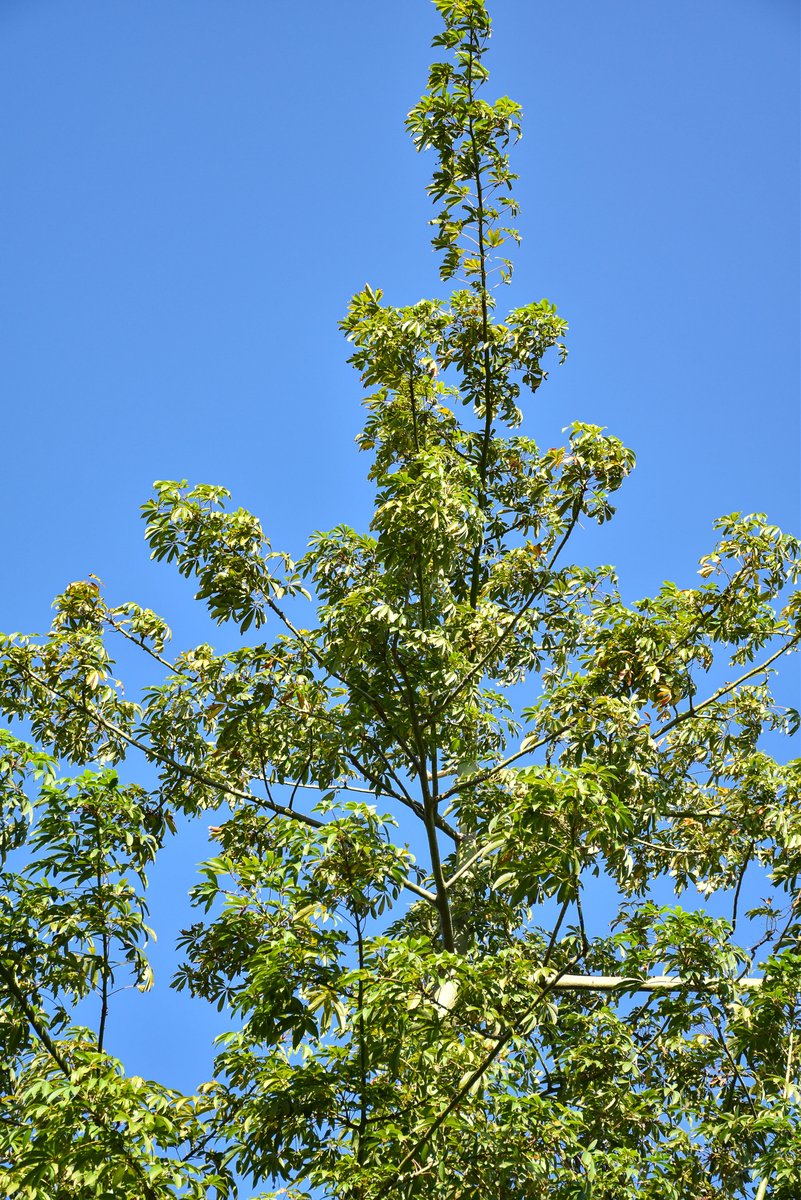 Bulak (Tag.)White silk cotton tree (Engl.)